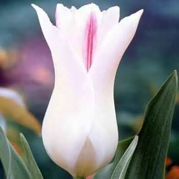 チューリップ・ガーデン Flower Expo Memorial Park Tsurumi Ryokuchi | Tourist